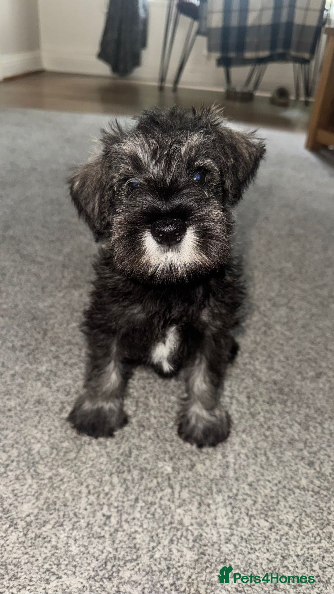Miniature Schnauzer dogs for sale: Ready for our forever home’s miniature schnauzers  - Image 4