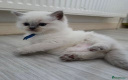 Ragdoll cats for sale: Blue mitted 🐾 Ragdoll kittens 😻 - Image 15