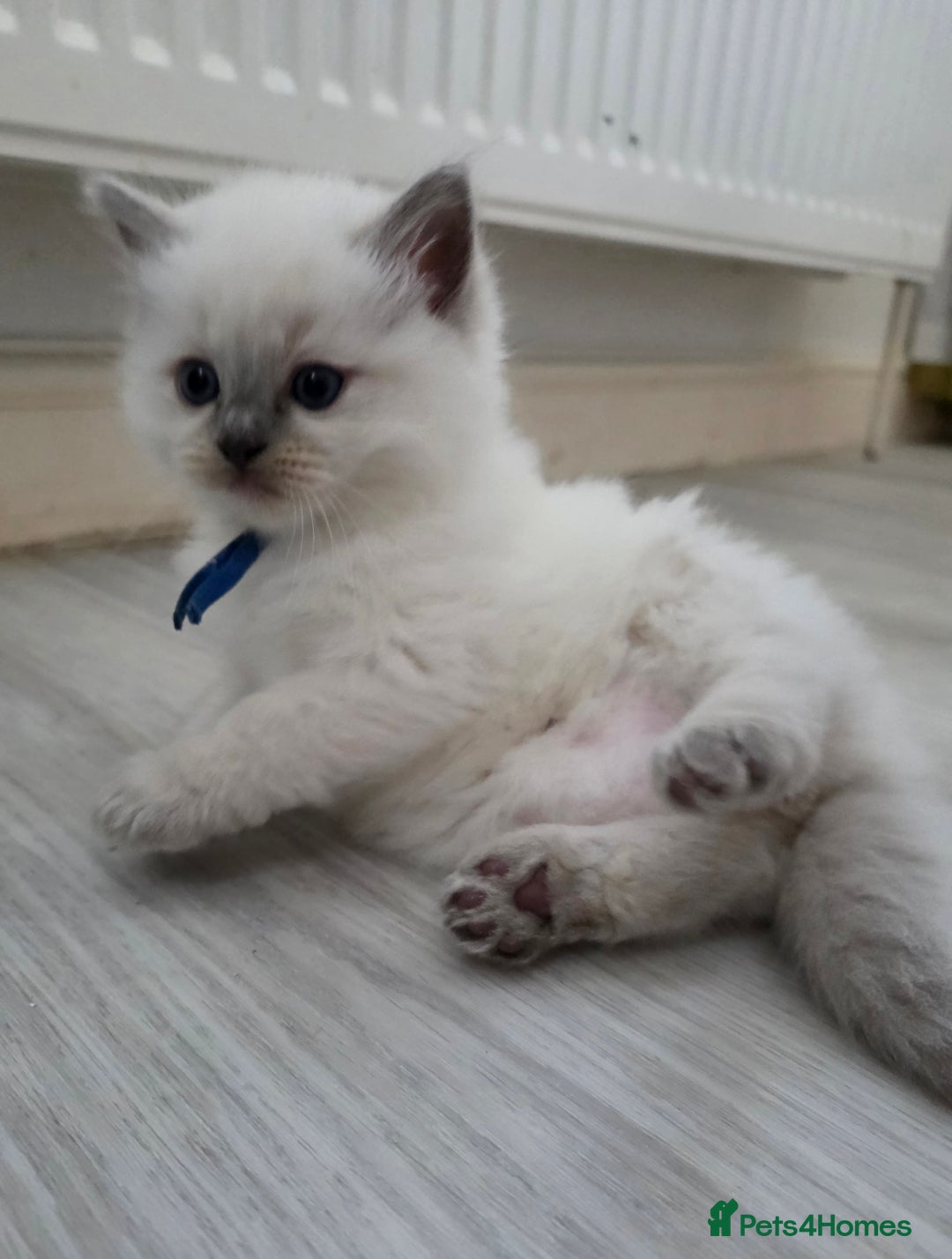 Ragdoll cats for sale: Blue mitted 🐾 Ragdoll kittens 😻 - Image 15