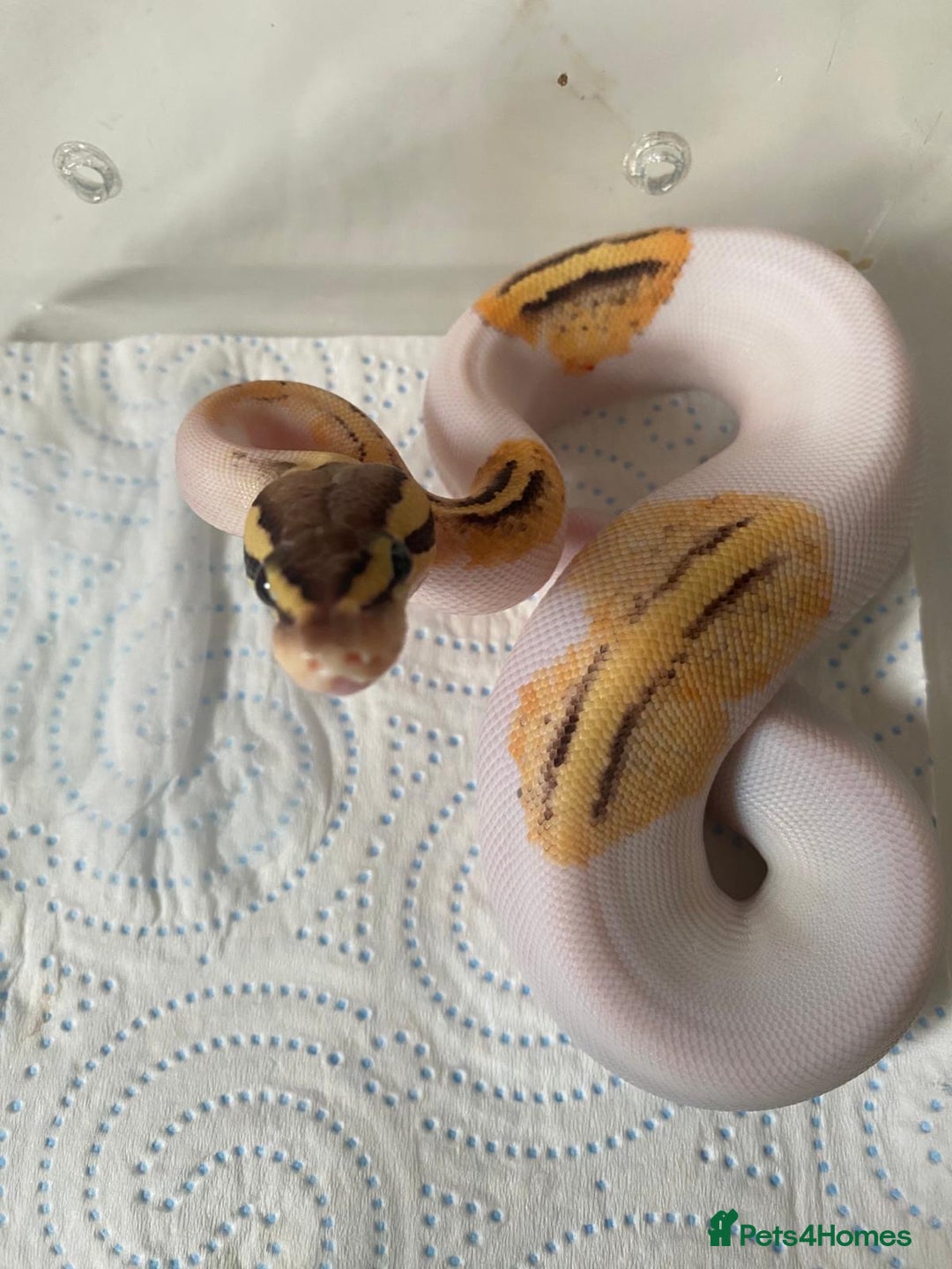 Python Snake reptiles for sale: Cb25 female superfly gene X pied - Advert 4