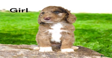 Cockapoo dogs - Advert 1