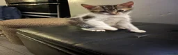 Bengal cats for sale: Gorgeous half bengal kittens and lovely Nature in Blaydon-on-Tyne - Advert 8