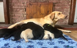 Labrador Retriever dogs for sale: QUALITY HEALTH TESTED KC LABRADOR PUPPIES  - Image 15