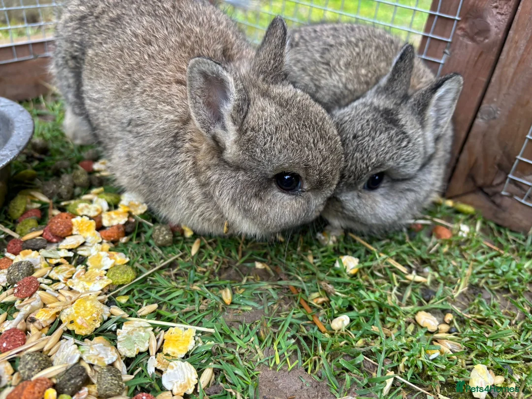Netherland Dwarf rabbits for sale: Netherland dwarf bunnies in Aylesbury - Advert 1