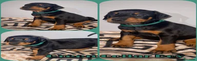 Dobermann 3