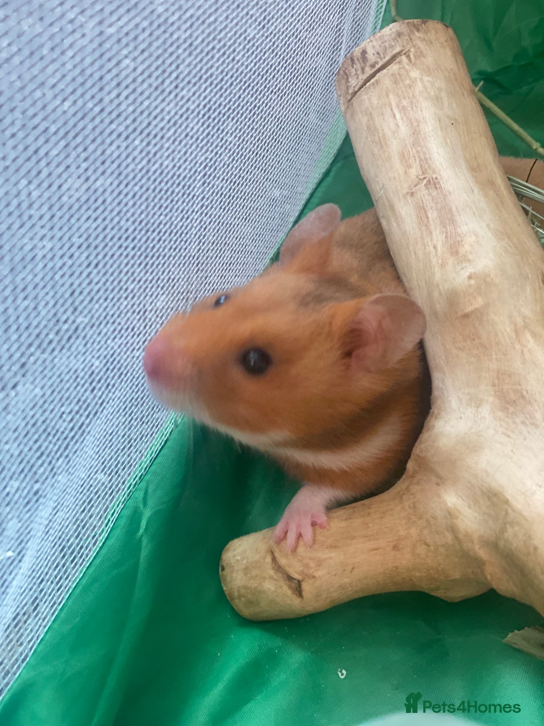 Hamster rodents for sale: Syrian hamsters - Image 2