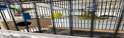 Budgerigars birds for sale: Budgies with Huge Cage and all other accessories in Coventry - Advert 11