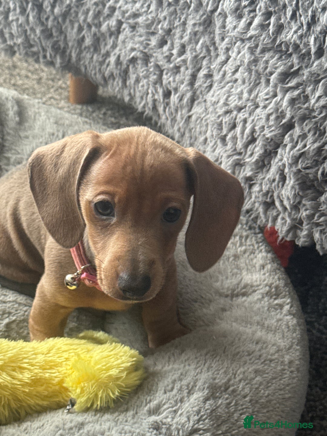 Miniature Dachshund dogs for sale: Beautiful miniature dachshund puppies - Advert 14