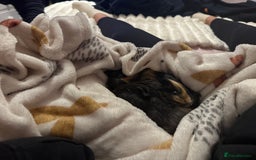 Guinea Pig rodents for sale: Two male guinea pigs  - Advert 4