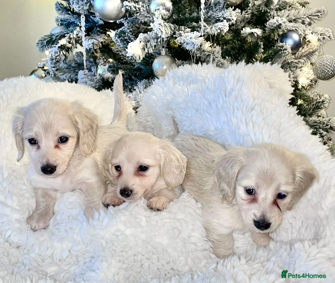 Miniature Dachshund dogs for stud: Cream Long-haired miniature Dachshund kc reg in Blackburn - Advert 13