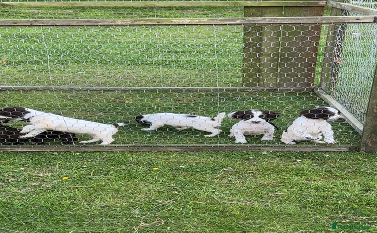 Sprocker dogs - Advert 4