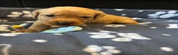 Labrador Retriever dogs for sale: Labrador puppies  in Weymouth - Advert 40