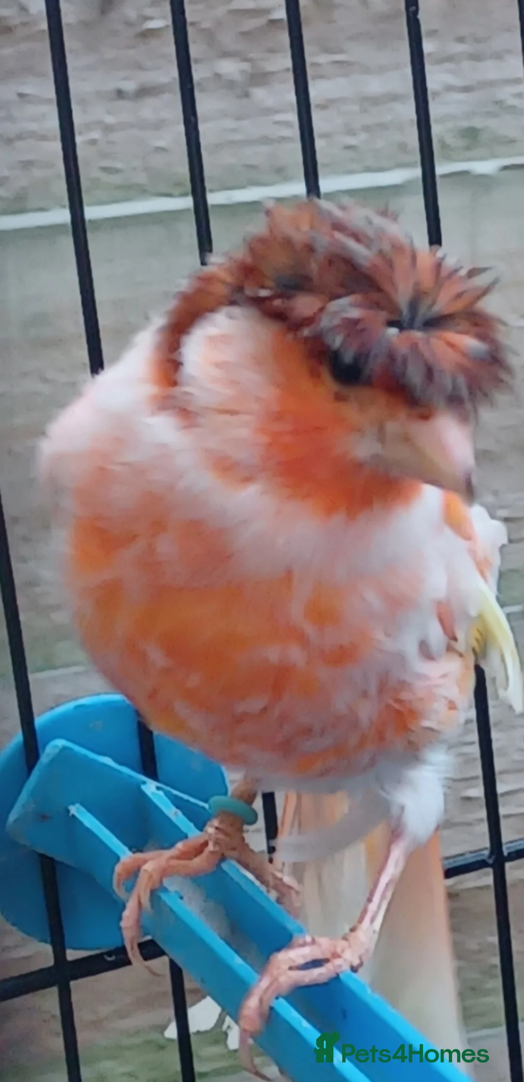 Canaries birds for sale: HARLEQUIN RED FACTOR PORTUGUESE CREASTED  - Advert 31