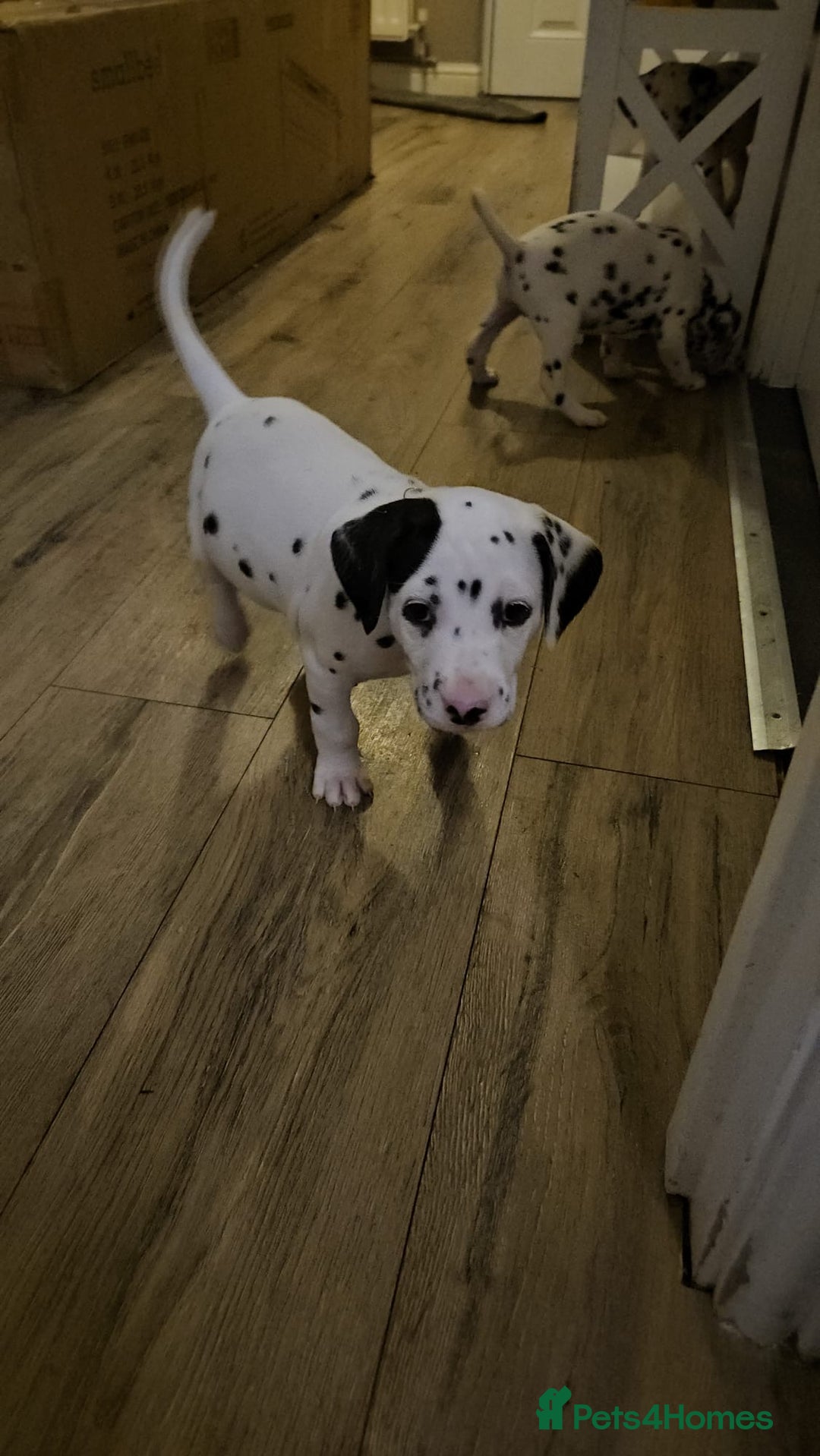Dalmatian dogs for sale: Dalmatian puppies - Advert 8