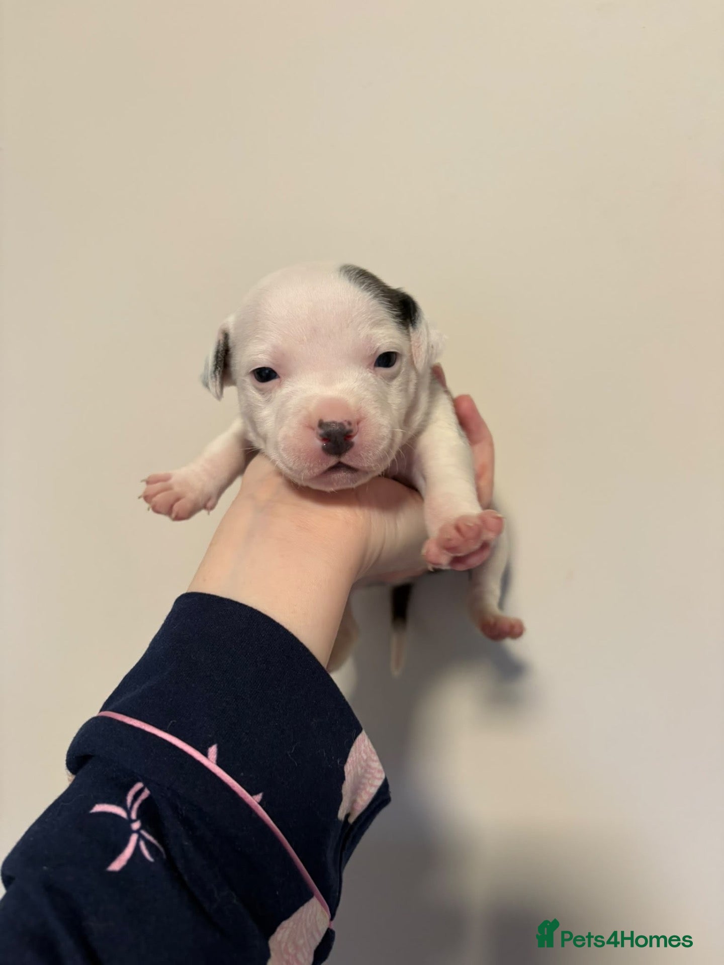 Staffordshire Bull Terrier dogs for sale: 10 Beautiful blue Staffordshire bull terrier pups - Advert 4