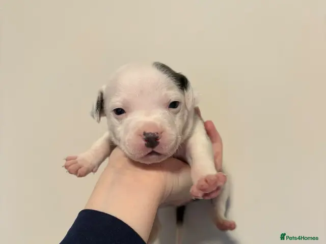 Staffordshire Bull Terrier dogs for sale: 10 Beautiful blue Staffordshire bull terrier pups - Advert 4