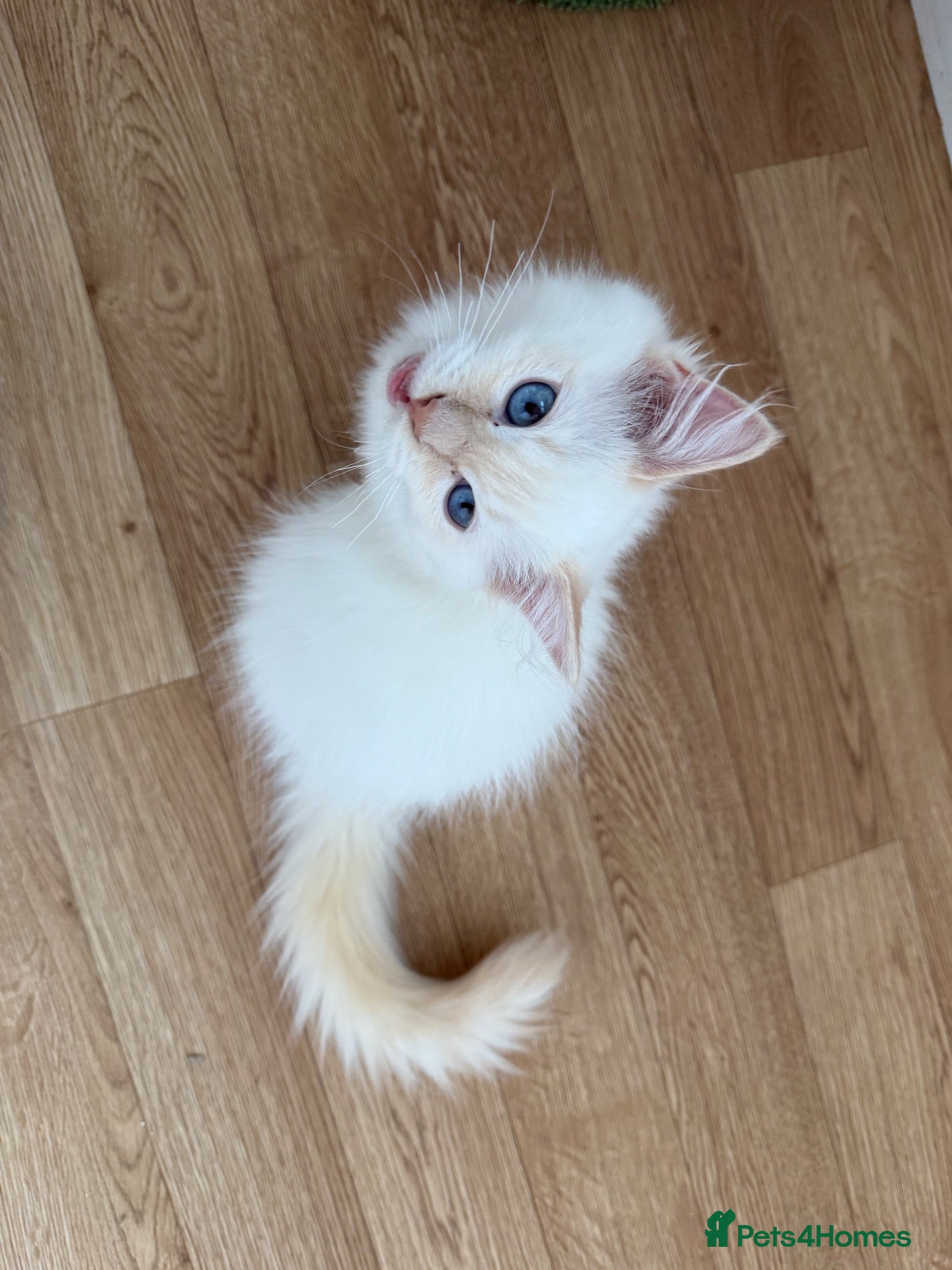 Ragdoll cats Ready now! ❤️ Vaccinated|Vet Checked|Chipped ✅ - Advert 6