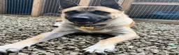 Mixed Breed dogs for sale: 4 year old Akita male, gentle, loving, family dog - Advert 4