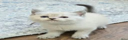 British Shorthair cats for sale: Beautiful White British Shorthair adorable Kittens - Advert 13