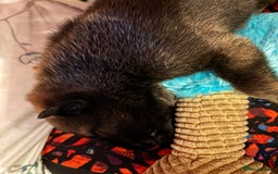 Belgian Shepherd Dog dogs for sale: Belgian Malinois Puppies  - Image 8