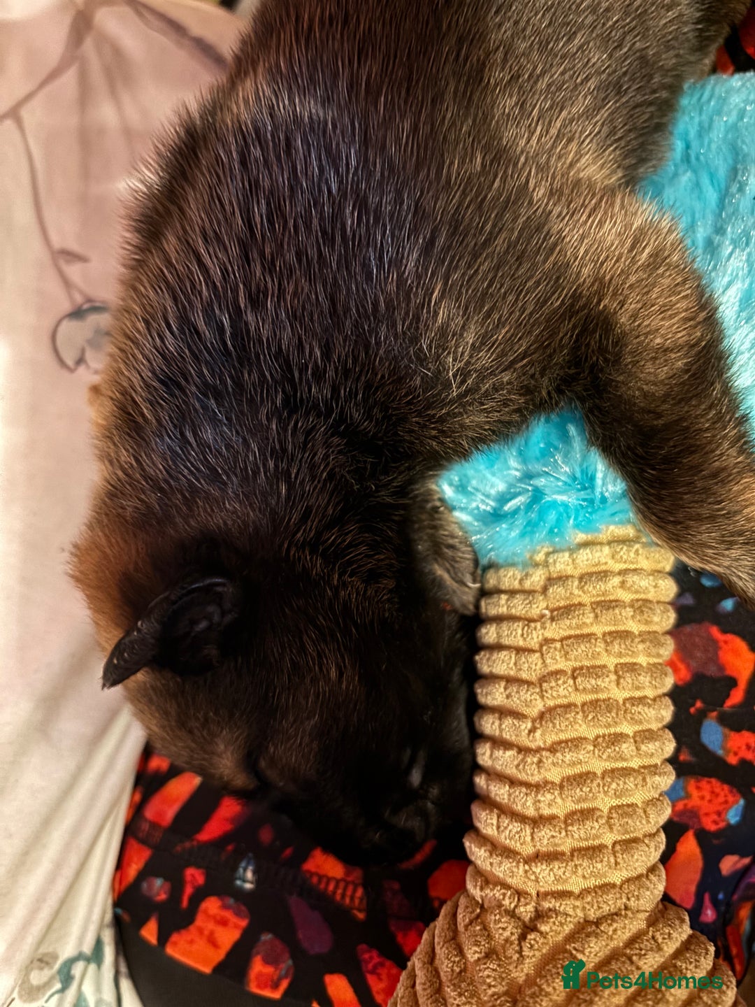 Belgian Shepherd Dog dogs for sale: Belgian Malinois Puppies  - Image 8