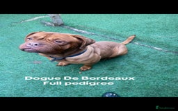 Dogue De Bordeaux dogs for stud: Multiple international champion bloodlines kc DDB - Image 1