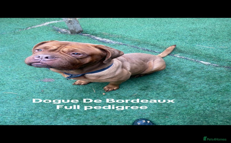 Dogue De Bordeaux dogs - Advert 1