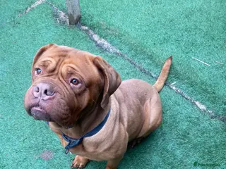 Dogue De Bordeaux dogs Multiple international champion bloodlines kc DDB - Advert 2