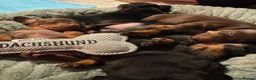 Dachshund dogs for sale: 2 stunning black n tan minis  - Advert 3