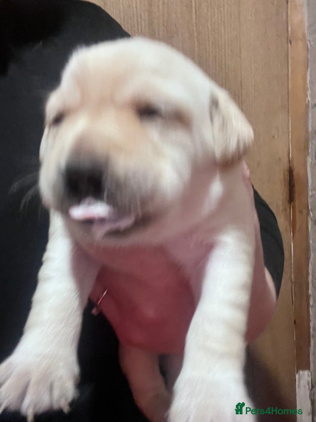 Labrador Retriever dogs for sale: 🌟 Fully vaccinated Chunky pedigree Labradors 🌟  - Advert 36