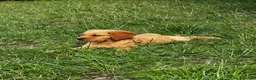 Golden Retriever dogs for sale: KC FOX RED GOLDEN RETRIVERS - Advert 3