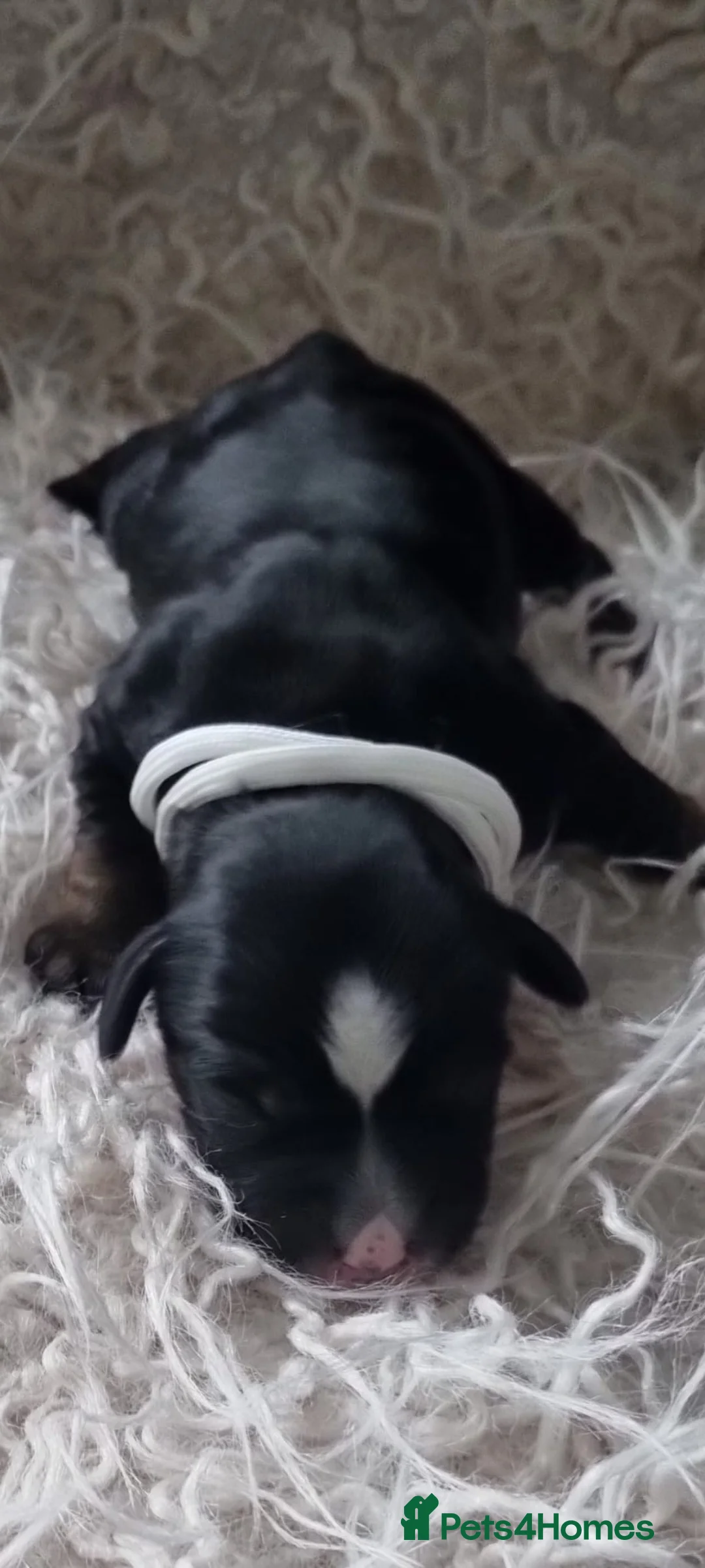 Tibetan Terrier dogs for sale: Stunning Tibetan Terrier Puppies  - Advert 8