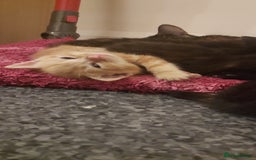 Mixed Breed cats for sale: Looking for loving home.Free of charge - Image 6
