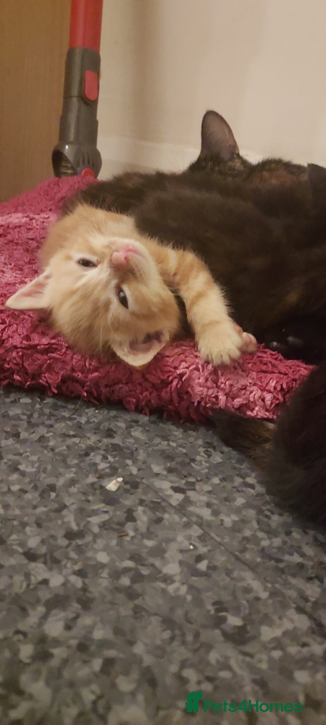 Mixed Breed cats for sale: Looking for loving home.Free of charge - Image 6