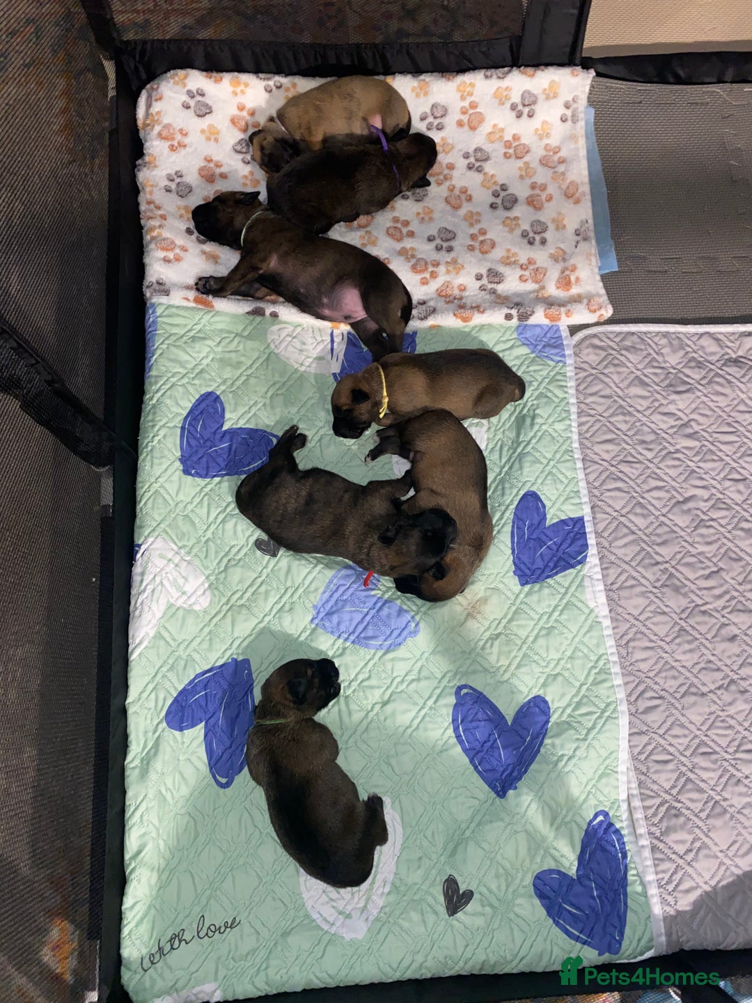 Mixed Breed dogs for sale: Belgium malinois x bull lurcher  - Image 2
