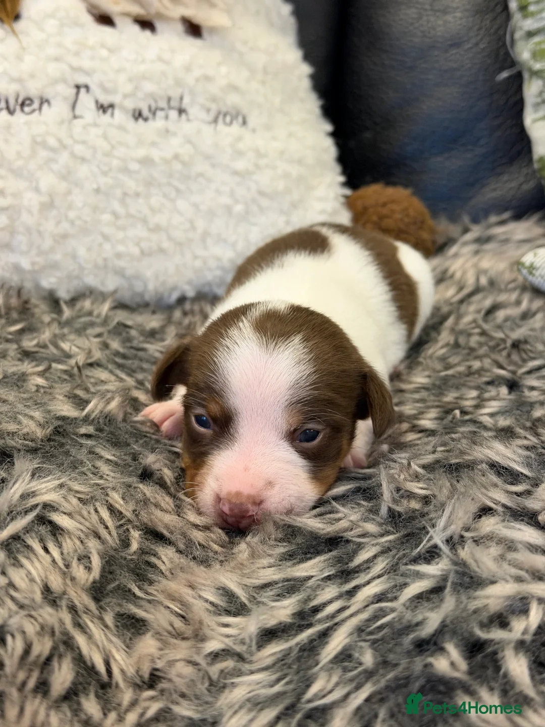 Jack Russell dogs for sale: DONJACKS - fully health tested miniature puppies  - Advert 12