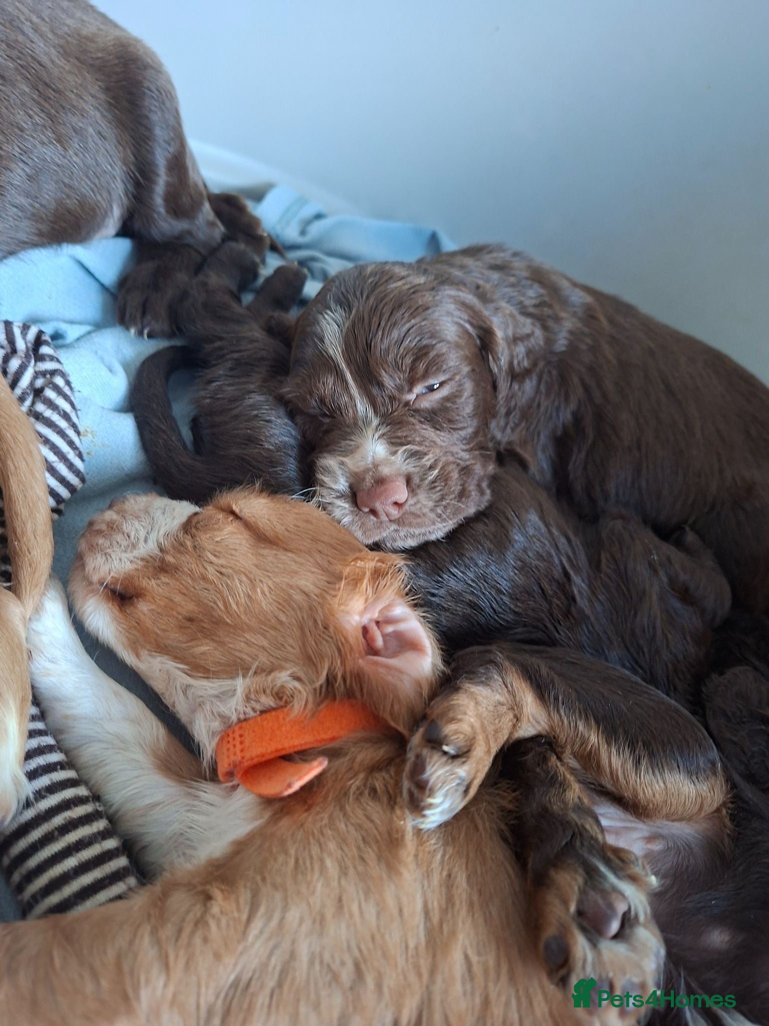 Cocker Spaniel dogs Cocker spaniel puppies  - Advert 6