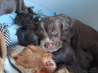 Cocker Spaniel dogs Cocker spaniel puppies - Advert 6