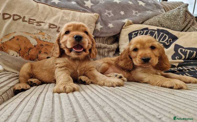 Cocker Spaniel dogs - Advert 10
