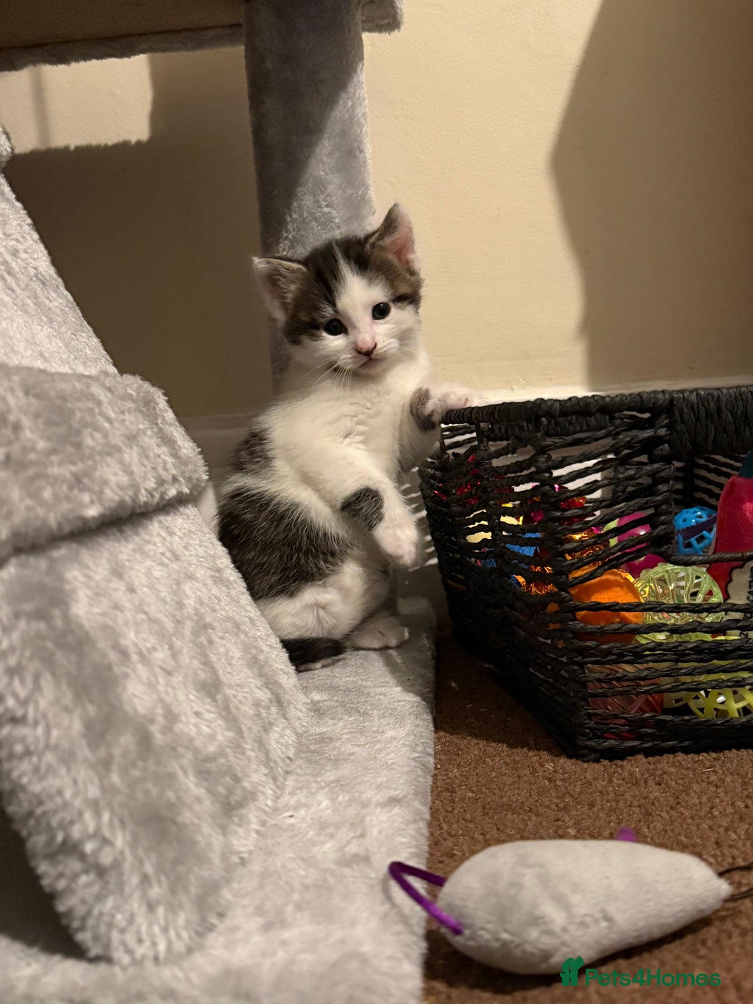 British Shorthair cats for sale: Three adorable kittens ready 10th jan 2026 - Advert 7