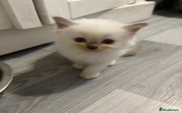 Ragdoll cats for sale: Ragdoll Kittens looking for loving new home - Image 1