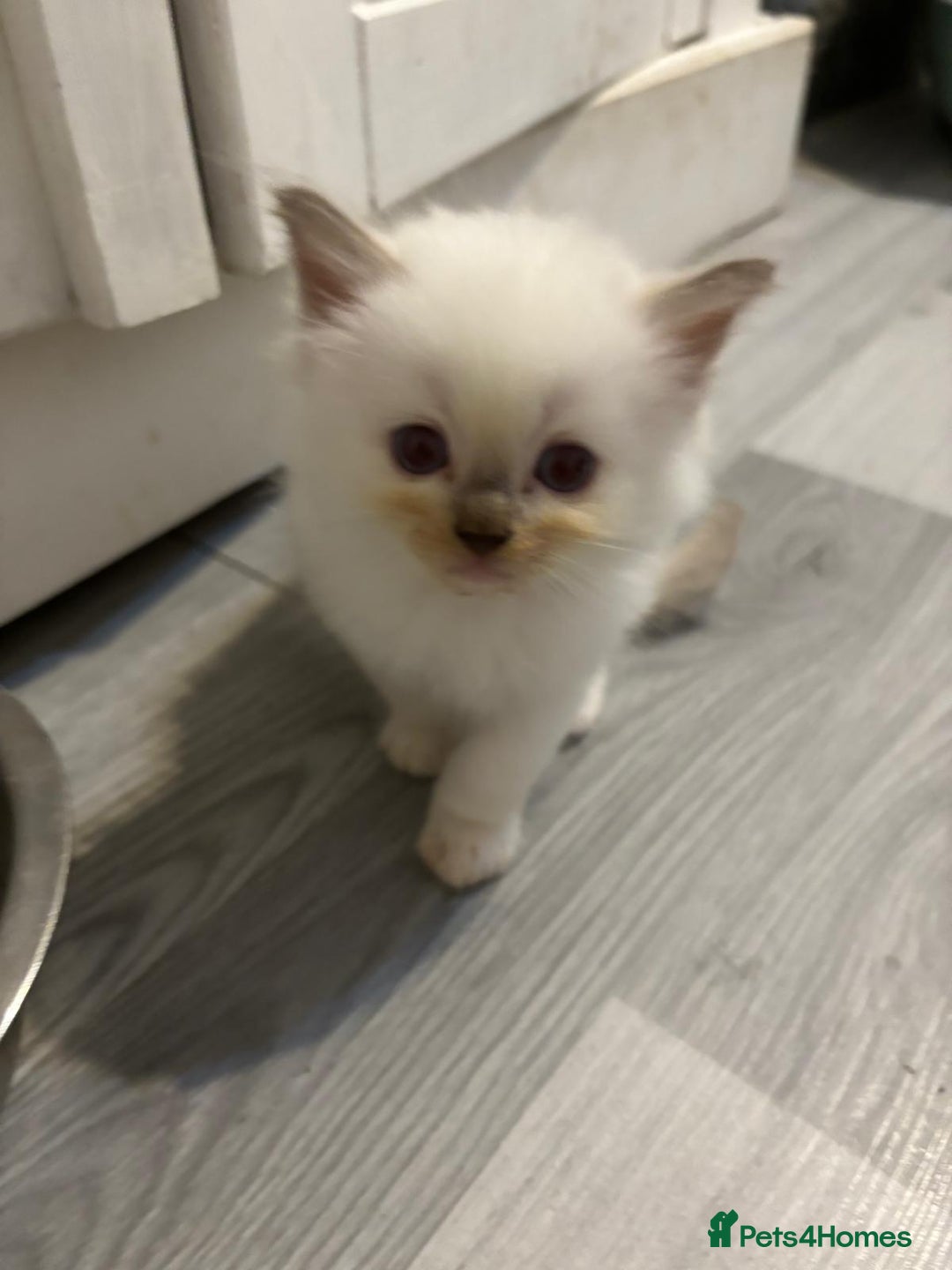 Ragdoll cats for sale: Ragdoll Kittens looking for loving new home - Image 1