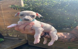 Whippet dogs for sale: Whippet pups  - Image 7