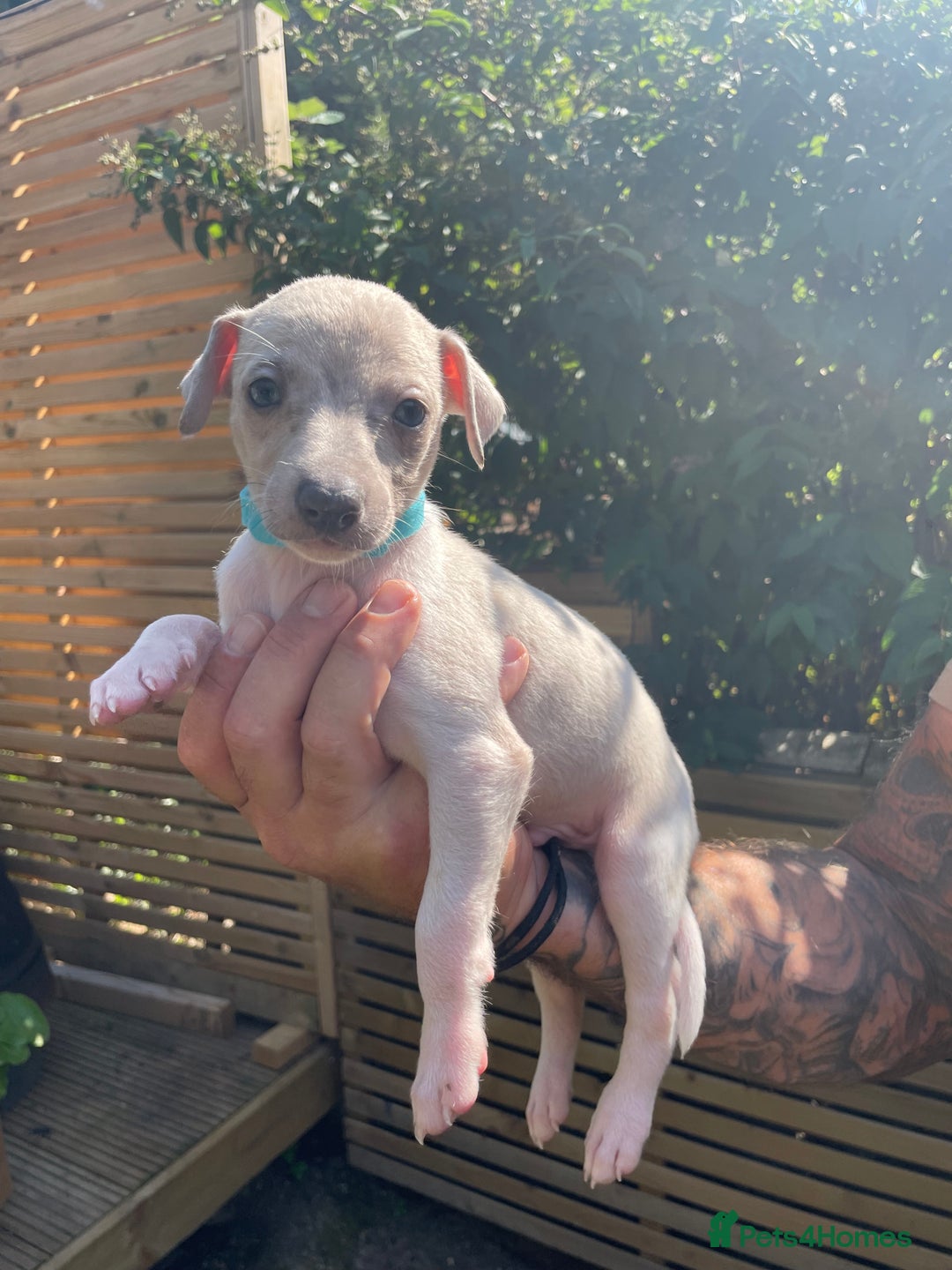 Whippet dogs for sale: Whippet pups  - Image 7