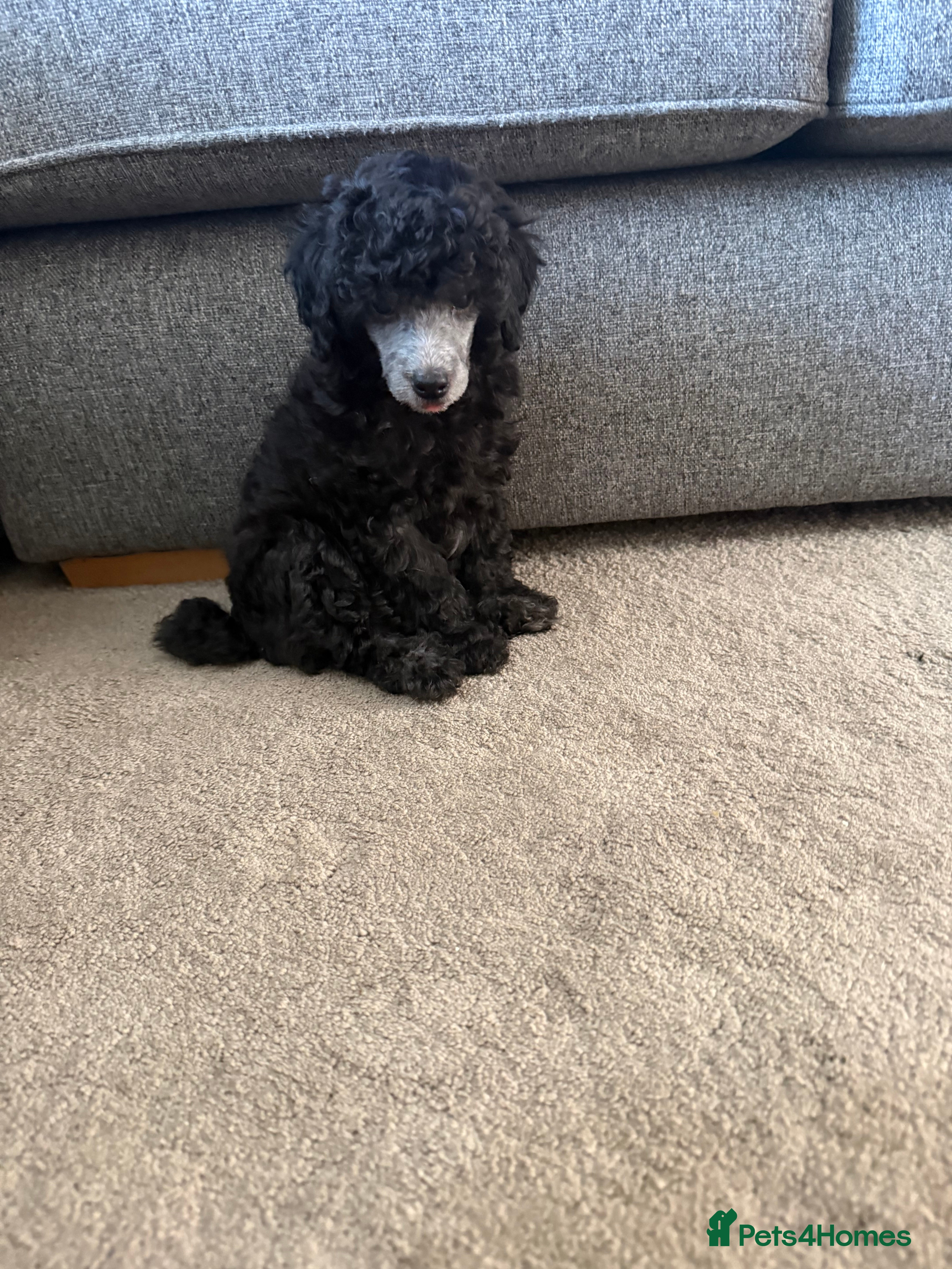 Miniature Poodle dogs Silver miniature poodle pups - Advert 2