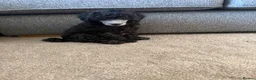 Miniature Poodle dogs for sale: Silver miniature poodle pups - Advert 2