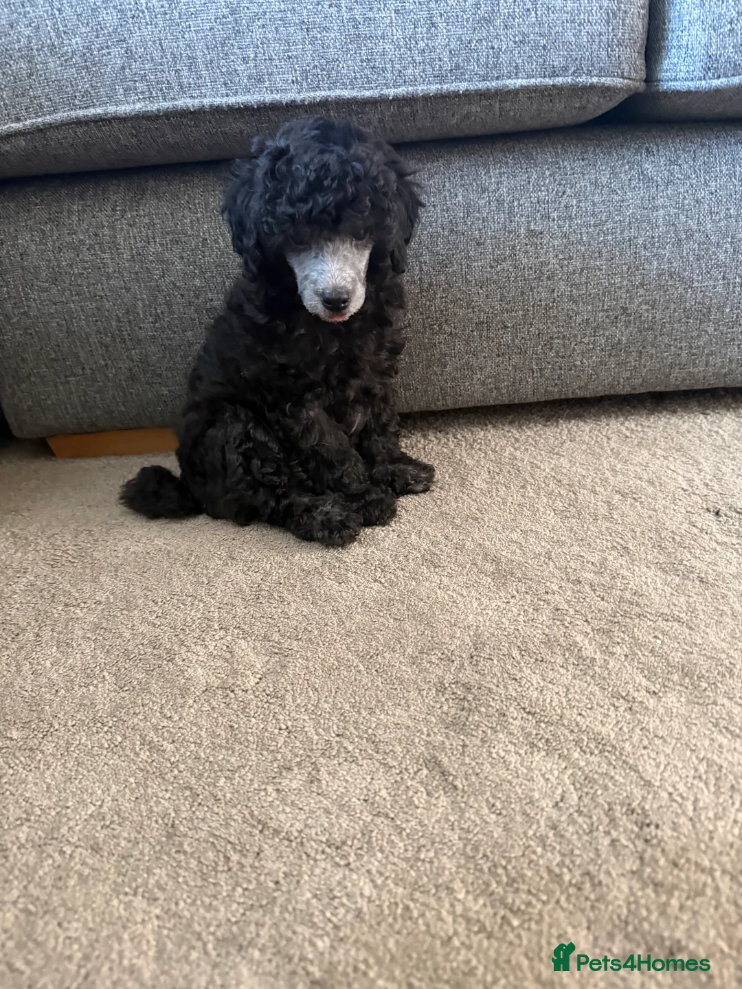 Miniature Poodle dogs for sale: Silver miniature poodle pups - Advert 2