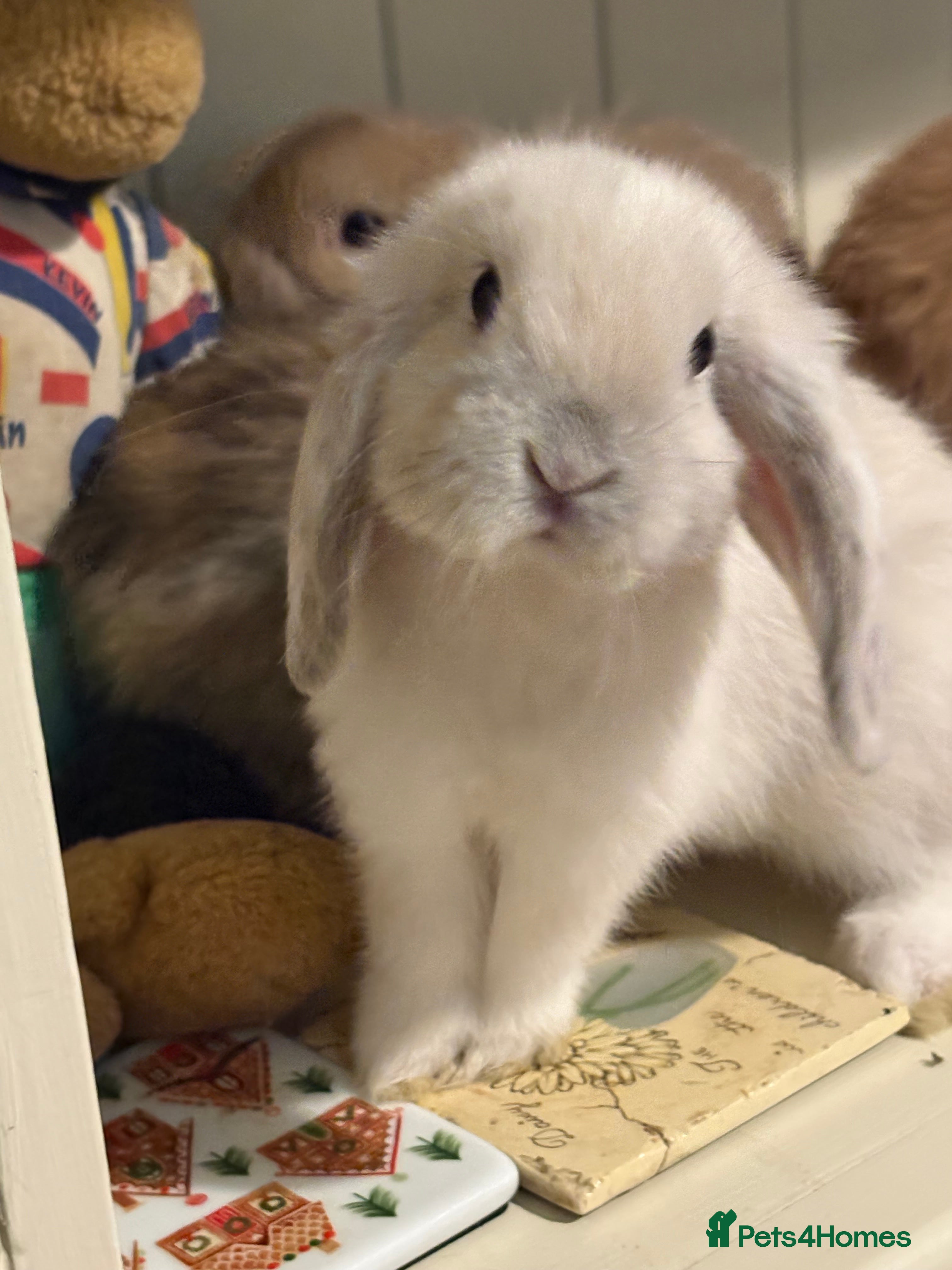 Mini Lop rabbits Vaccinated/raised indoors, mini lops and lion lop  - Advert 2
