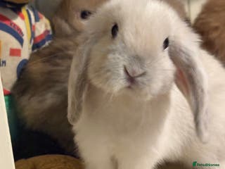 Mini Lop rabbits Vaccinated/raised indoors, mini lops and lion lop - Advert 5