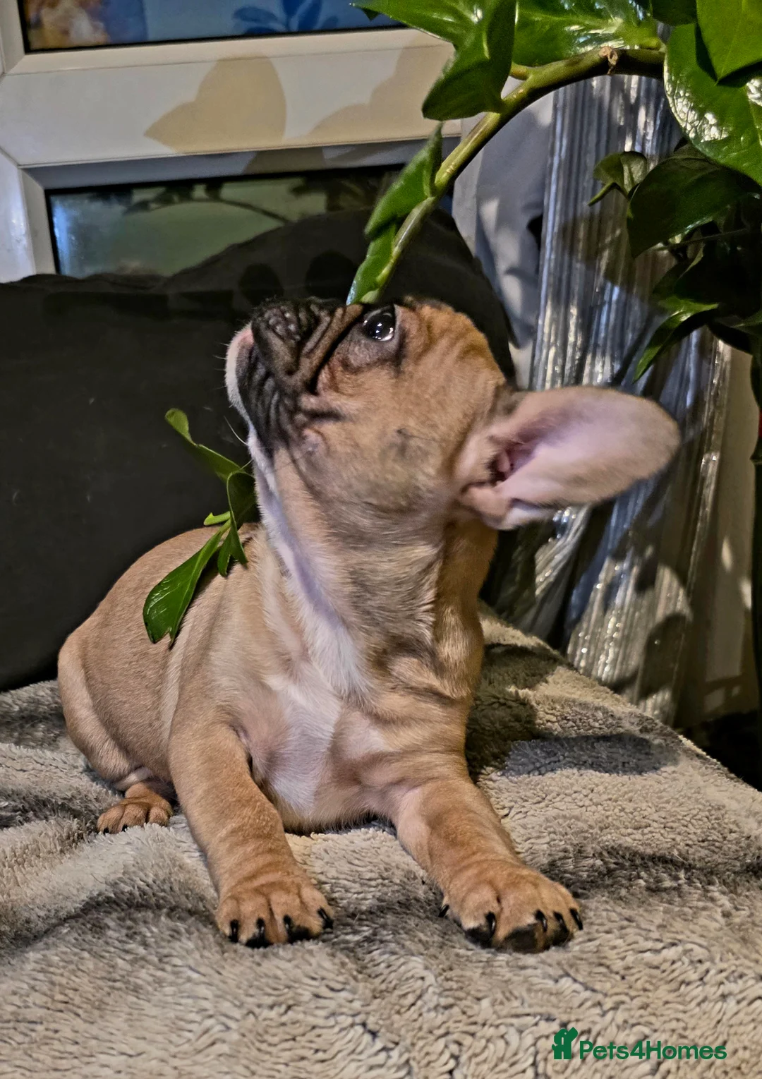 French Bulldog dogs for sale: Beautiful French bulldog  - Advert 23